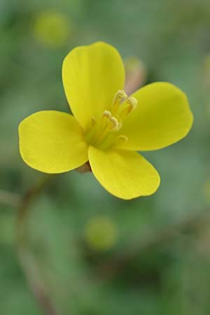 Diplotaxis muralis \ Mauer-Doppelsame / Annual Wall Rocket, A Seewinkel, Podersdorf 28.9.2022
