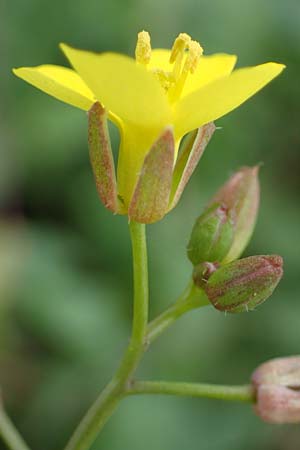 Diplotaxis muralis \ Mauer-Doppelsame / Annual Wall Rocket, A Seewinkel, Podersdorf 28.9.2022