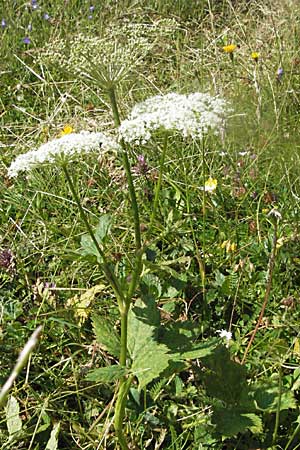 Peucedanum ostruthium \ Meisterwurz / Masterwort, A Kärnten/Carinthia, Petzen 21.7.2007