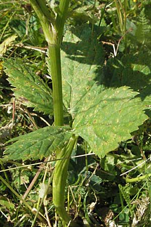 Peucedanum ostruthium \ Meisterwurz / Masterwort, A Kärnten/Carinthia, Petzen 21.7.2007