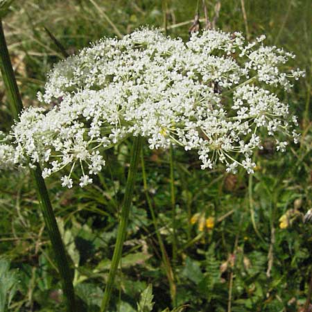 Peucedanum ostruthium \ Meisterwurz / Masterwort, A Kärnten/Carinthia, Petzen 21.7.2007