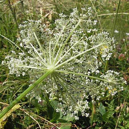 Peucedanum ostruthium \ Meisterwurz / Masterwort, A Kärnten/Carinthia, Petzen 21.7.2007