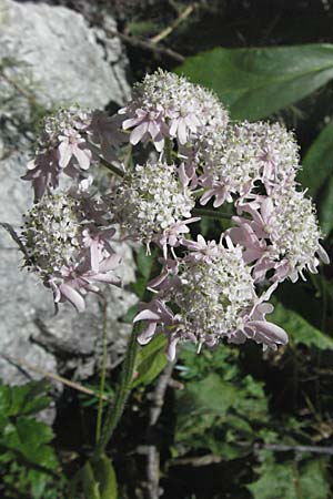 Heracleum austriacum subsp. siifolium \ Merk-Brenklau, Roter sterreich-Brenklau / Red Austrian Hogweed, A Kärnten/Carinthia, Petzen 21.7.2007