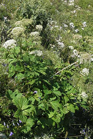 Peucedanum ostruthium \ Meisterwurz / Masterwort, A Kärnten/Carinthia, Petzen 21.7.2007