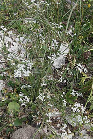 Carum carvi \ Echter Kmmel, Wiesen-Kmmel / Caraway, A Kärnten/Carinthia, Petzen 21.7.2007