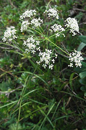Laserpitium siler \ Berg-Laserkraut, Echter Bergkmmel / Narrow-Leaved Sermountain, A Kärnten/Carinthia, Petzen 21.7.2007