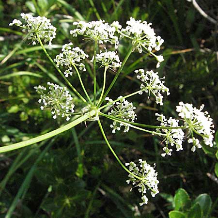 Laserpitium siler \ Berg-Laserkraut, Echter Bergkmmel / Narrow-Leaved Sermountain, A Kärnten/Carinthia, Petzen 21.7.2007