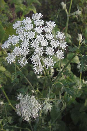 Seseli libanotis \ Heilwurz / Moon Carrot, A Klaus 13.7.2007