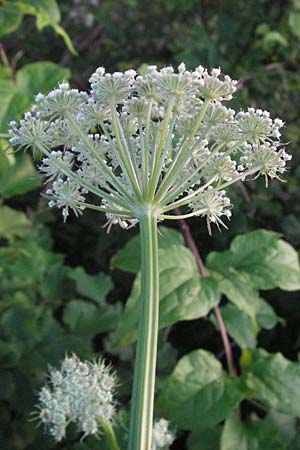 Seseli libanotis \ Heilwurz / Moon Carrot, A Klaus 13.7.2007