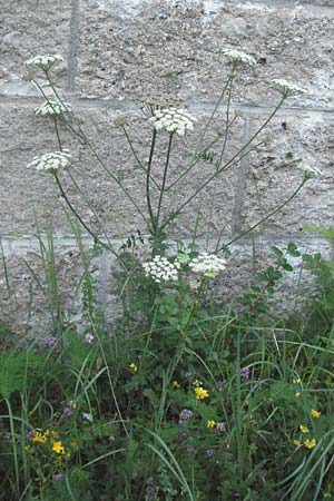 Seseli libanotis \ Heilwurz / Moon Carrot, A Klaus 13.7.2007