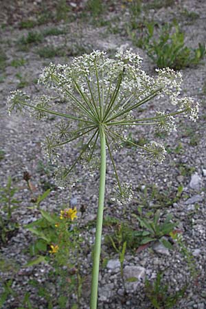 Laserpitium latifolium \ Breitblttriges Laserkraut / Broad-Leaved Sermountain, A Hengstpass 13.7.2007