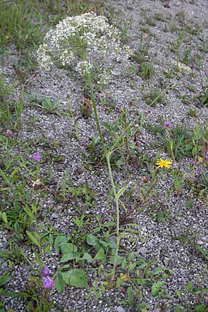 Laserpitium latifolium \ Breitblttriges Laserkraut / Broad-Leaved Sermountain, A Hengstpass 13.7.2007