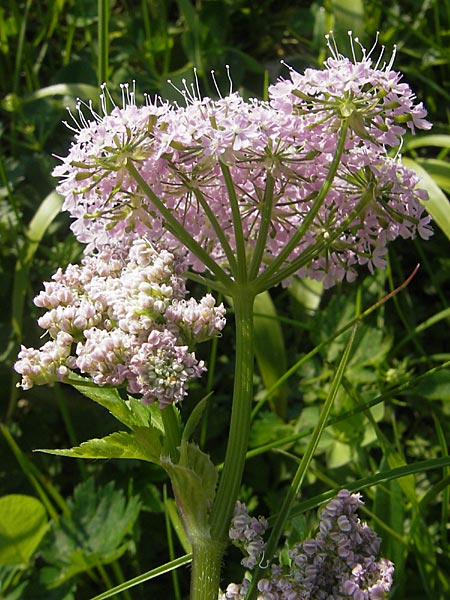 Chaerophyllum hirsutum \ Berg-Klberkropf / Hairy Chervil, A Kärnten/Carinthia, Petzen 2.7.2010