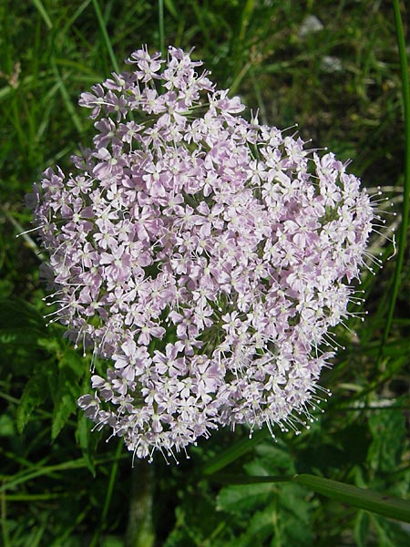 Chaerophyllum hirsutum \ Berg-Klberkropf / Hairy Chervil, A Kärnten/Carinthia, Petzen 2.7.2010
