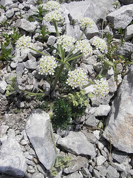 Athamanta cretensis \ Gewhnliche Augenwurz, Alpen-Augenwurz / Candy Carrot, A Trenchtling 3.7.2010