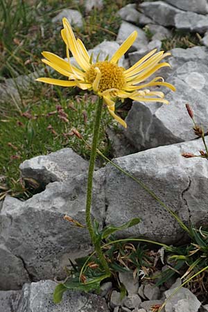 Doronicum glaciale \ Gletscher-Gmswurz / Glacier Leopard's-Bane, A Trenchtling 3.7.2019