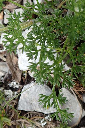 Athamanta cretensis \ Gewhnliche Augenwurz, Alpen-Augenwurz / Candy Carrot, A Trenchtling 3.7.2019
