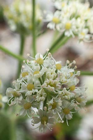 Athamanta cretensis \ Gewhnliche Augenwurz, Alpen-Augenwurz / Candy Carrot, A Trenchtling 3.7.2019