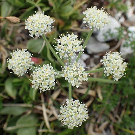 Athamanta cretensis \ Gewhnliche Augenwurz, Alpen-Augenwurz / Candy Carrot, A Trenchtling 3.7.2019