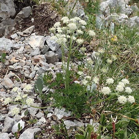 Athamanta cretensis \ Gewhnliche Augenwurz, Alpen-Augenwurz / Candy Carrot, A Trenchtling 3.7.2019