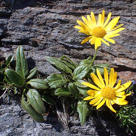 Doronicum glaciale \ Gletscher-Gmswurz / Glacier Leopard's-Bane, A Wölzer Tauern, Hohenwart 29.7.2021