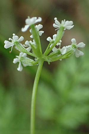 Caucalis platycarpos \ Mhren-Haftdolde / Small Bur Parsley, A Krems 7.5.2022
