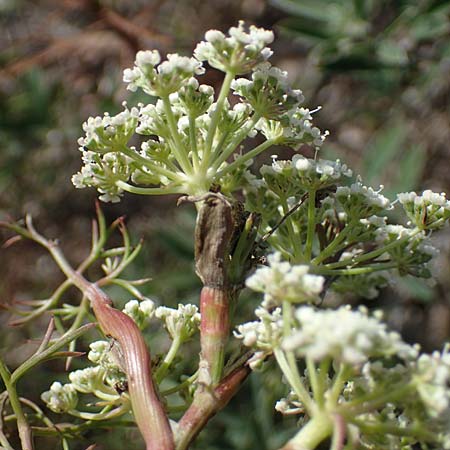Seseli annuum \ Steppen-Bergfenchel / Seseli, A Perchtoldsdorf 22.9.2022