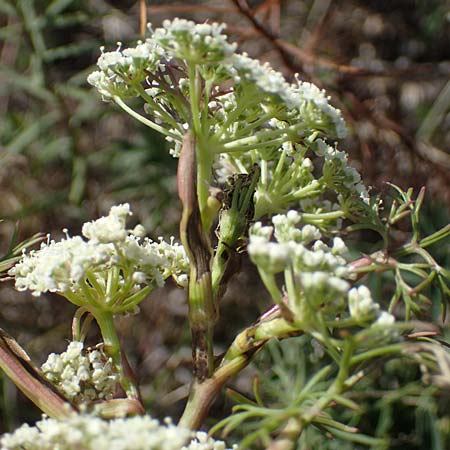 Seseli annuum \ Steppen-Bergfenchel / Seseli, A Perchtoldsdorf 22.9.2022