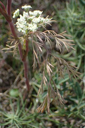Seseli annuum \ Steppen-Bergfenchel / Seseli, A Perchtoldsdorf 22.9.2022