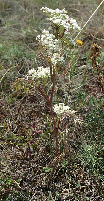 Seseli annuum \ Steppen-Bergfenchel / Seseli, A Perchtoldsdorf 22.9.2022