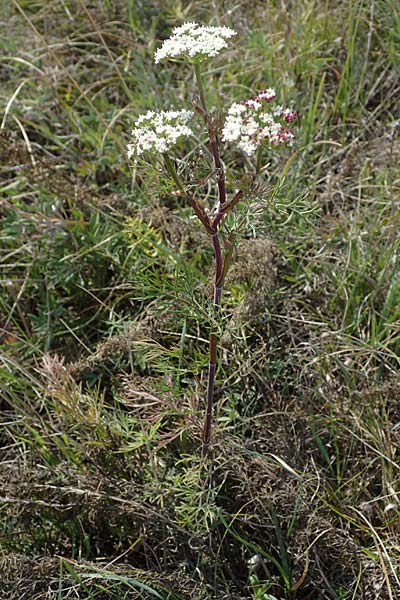 Seseli annuum \ Steppen-Bergfenchel / Seseli, A Perchtoldsdorf 22.9.2022