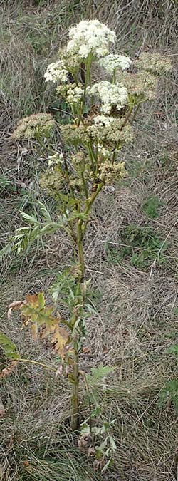 Seseli libanotis \ Heilwurz / Moon Carrot, A Breitenbrunn 24.9.2022