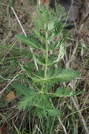 Seseli libanotis \ Heilwurz / Moon Carrot, A Breitenbrunn 24.9.2022