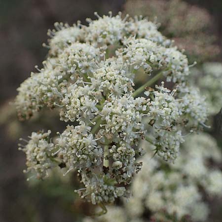 Seseli libanotis \ Heilwurz / Moon Carrot, A Breitenbrunn 24.9.2022