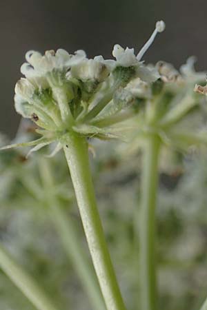 Seseli libanotis \ Heilwurz / Moon Carrot, A Breitenbrunn 24.9.2022