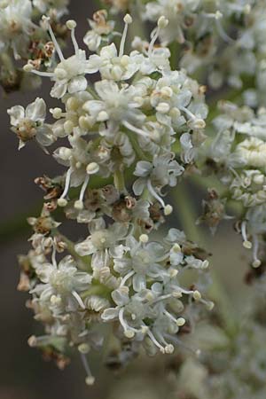 Seseli libanotis \ Heilwurz / Moon Carrot, A Breitenbrunn 24.9.2022
