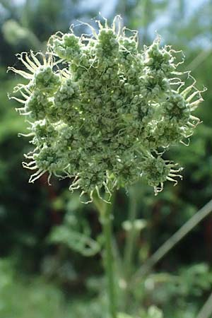 Seseli libanotis \ Heilwurz / Moon Carrot, A Breitenbrunn 12.7.2023