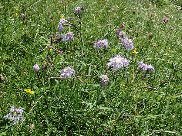Dianthus superbus subsp. alpestris \ Alpen-Prachtnelke / Alpine Superb Pink, A Kärnten/Carinthia, Koralpe 3.7.2022