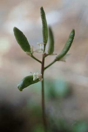 Draba pacheri \ Pachers Felsenbl�mchen / Pacher's Whitlowgrass, A K&auml;rnten/Carinthia, Koralpe 5.7.2023