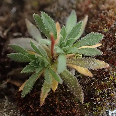 Draba pacheri \ Pachers Felsenbl�mchen / Pacher's Whitlowgrass, A K&auml;rnten/Carinthia, Koralpe 5.7.2023