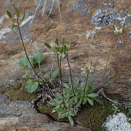Draba pacheri \ Pachers Felsenbl�mchen / Pacher's Whitlowgrass, A K&auml;rnten/Carinthia, Koralpe 5.7.2023