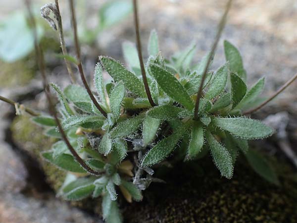 Draba pacheri \ Pachers Felsenbl�mchen / Pacher's Whitlowgrass, A K&auml;rnten/Carinthia, Koralpe 5.7.2023