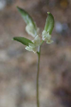 Draba pacheri \ Pachers Felsenbl�mchen / Pacher's Whitlowgrass, A K&auml;rnten/Carinthia, Koralpe 5.7.2023