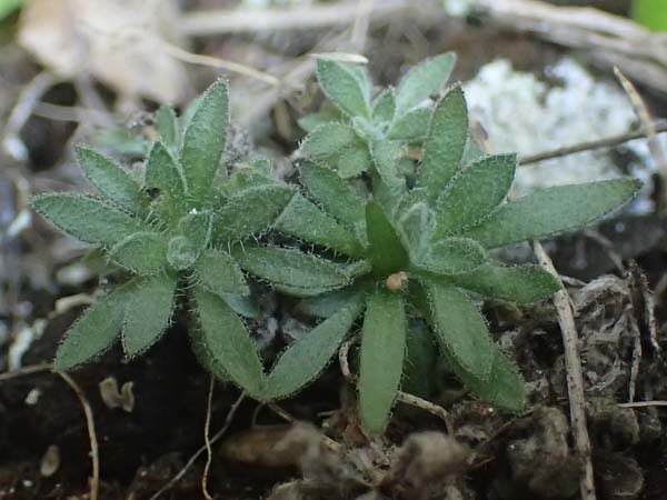 Draba pacheri \ Pachers Felsenbl�mchen / Pacher's Whitlowgrass, A K&auml;rnten/Carinthia, Koralpe 5.7.2023