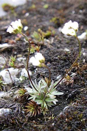 Draba siliquosa \ Krntner Felsenblmchen / Carinthian Whitlowgrass, A Malta - Tal / Valley 7.6.2008