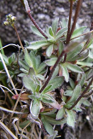 Draba siliquosa \ Krntner Felsenblmchen / Carinthian Whitlowgrass, A Malta - Tal / Valley 7.6.2008