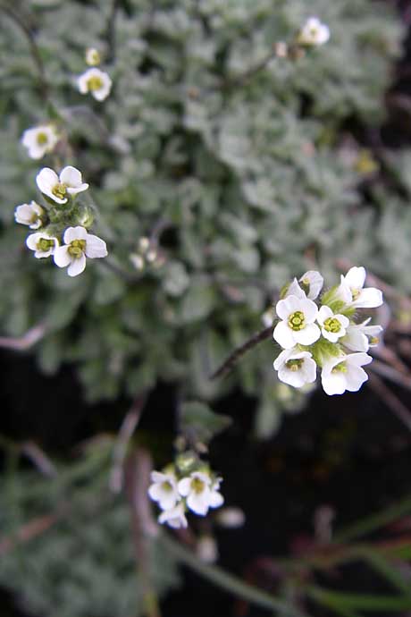 Draba dubia \ Gletscher-Felsenblmchen, Eis-Felsenblmchen / Austrian Whitlowgrass, A Malta - Tal / Valley 7.6.2008