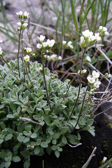 Draba dubia \ Gletscher-Felsenblmchen, Eis-Felsenblmchen / Austrian Whitlowgrass, A Malta - Tal / Valley 7.6.2008