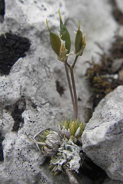 Draba aspera \ Rauhes Felsenbl�mchen / Rough-Leaved Whitlowgrass, A K&auml;rnten/Carinthia, Petzen 2.7.2010