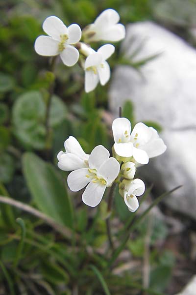 Draba fladnizensis \ Flattnitzer Felsenblmchen / Flattnitz Whitlowgrass, A Kärnten/Carinthia, Petzen 2.7.2010